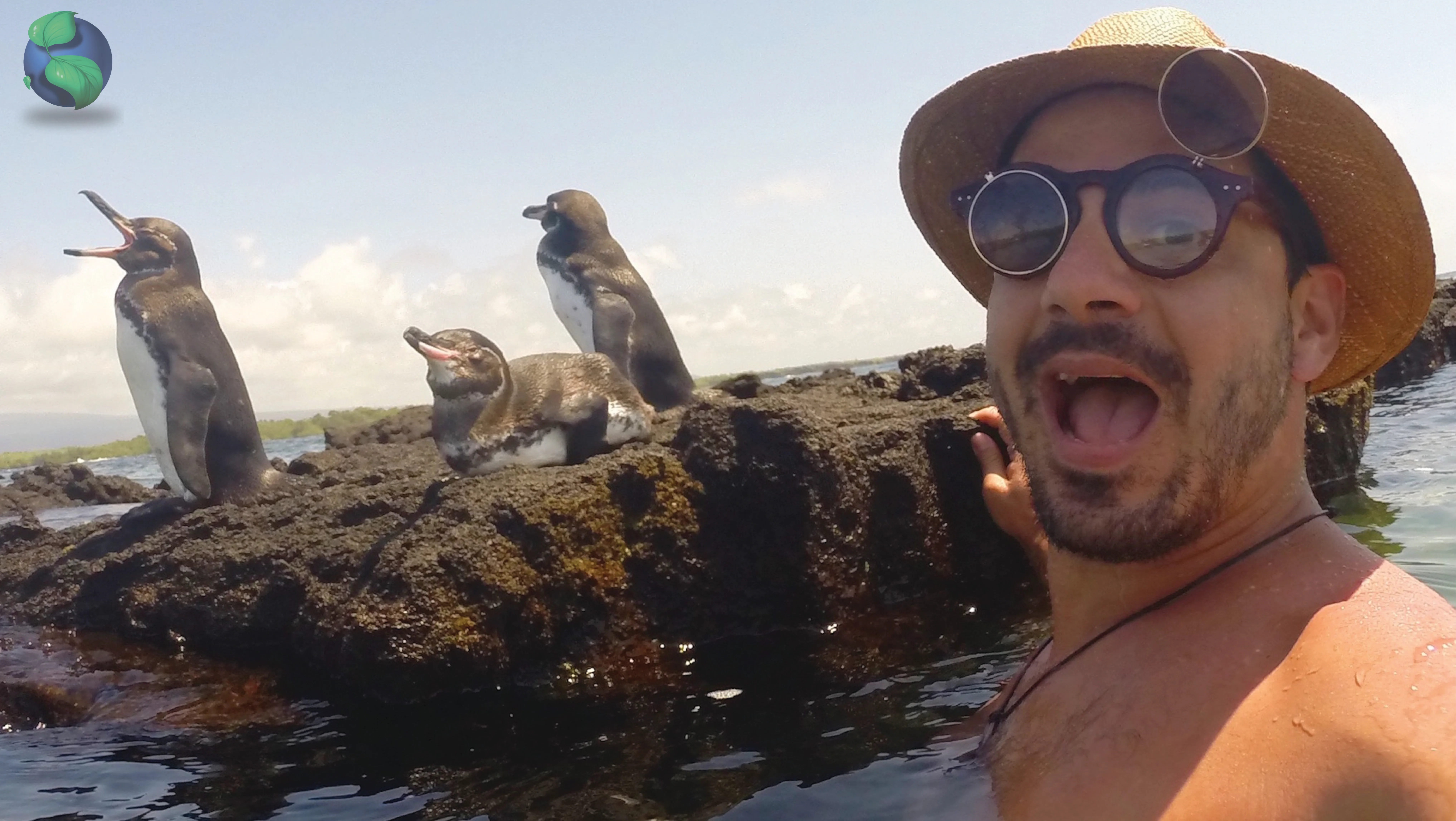 Galapagos penguins: one of the unforgettable encounters that makes every journey through the islands unique.